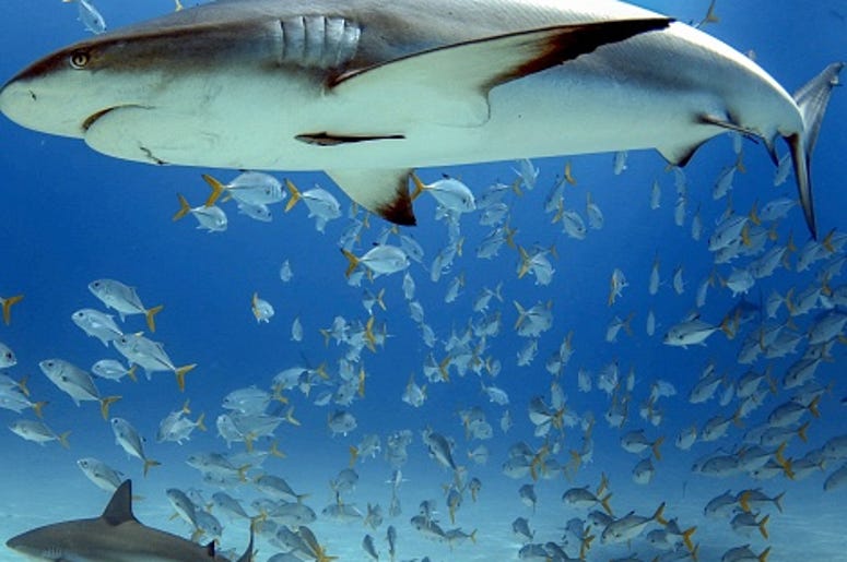 sharks