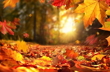 autumn