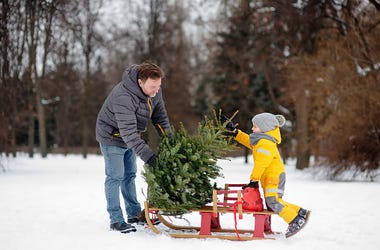 christmas tree cut your own