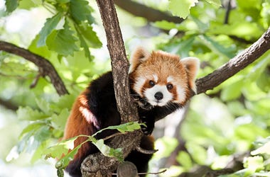 red panda