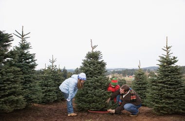 cut your own Christmas tree