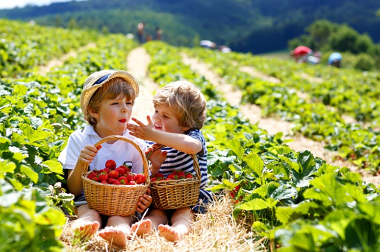 strawberry picking