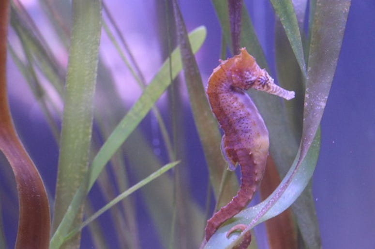 seahorse