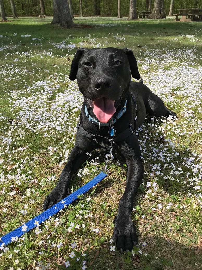 Loki