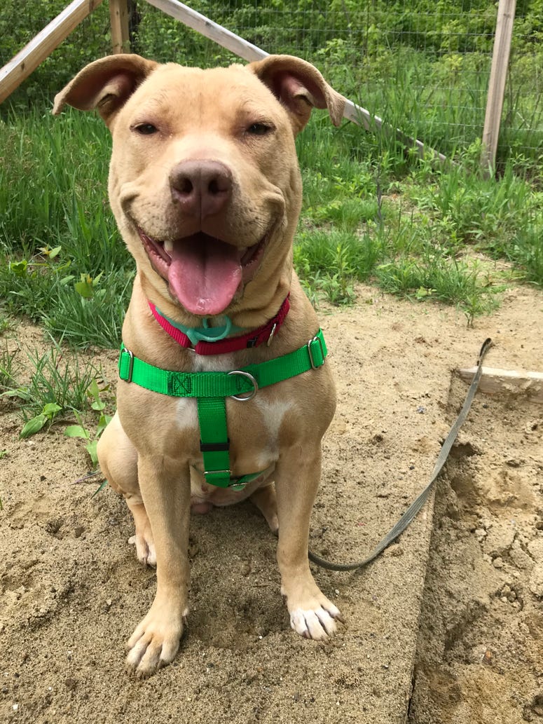 Roxi Roxi