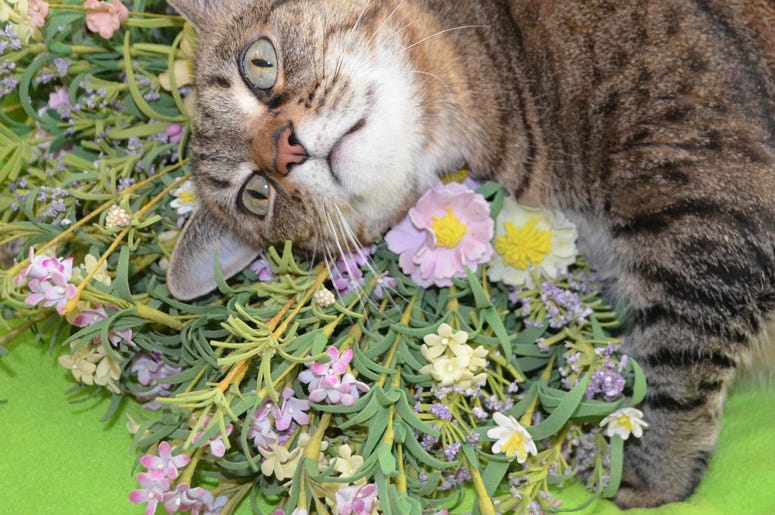 Tabby