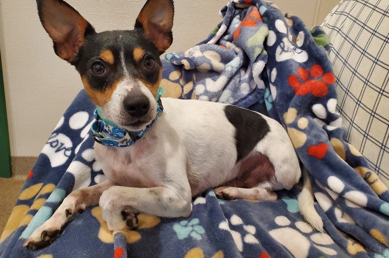 Our Companions Dog of the Month Vinny the Rat Terrier