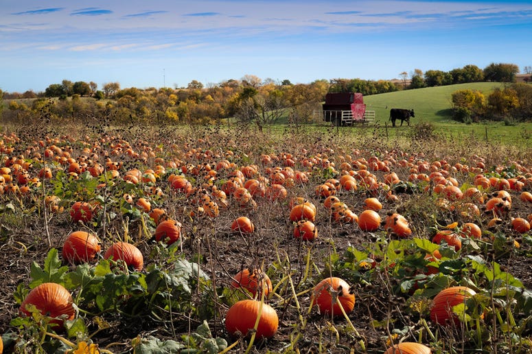 pumpkin patch