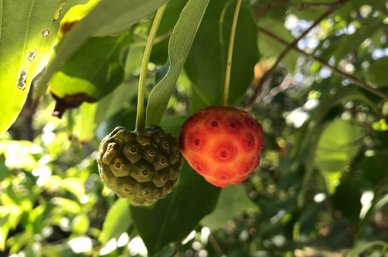 CONNECTICUT SUMMER BLACKBERRIES