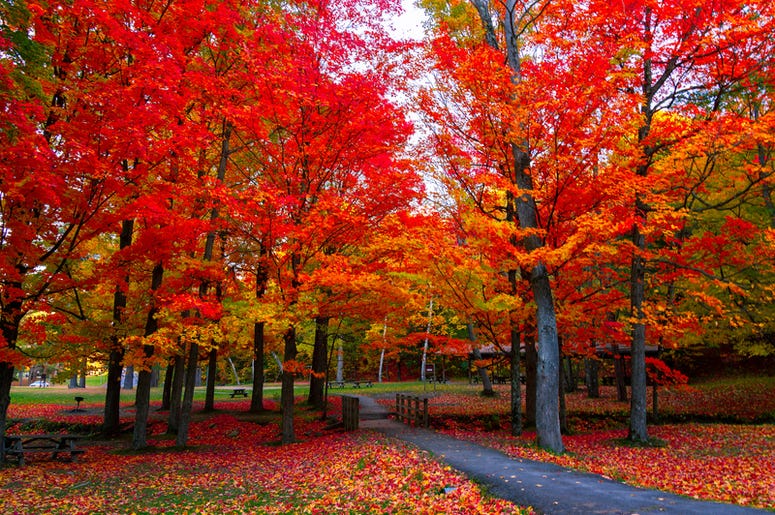 Connecticut Fall Foliage Connecticut Fall Foliage