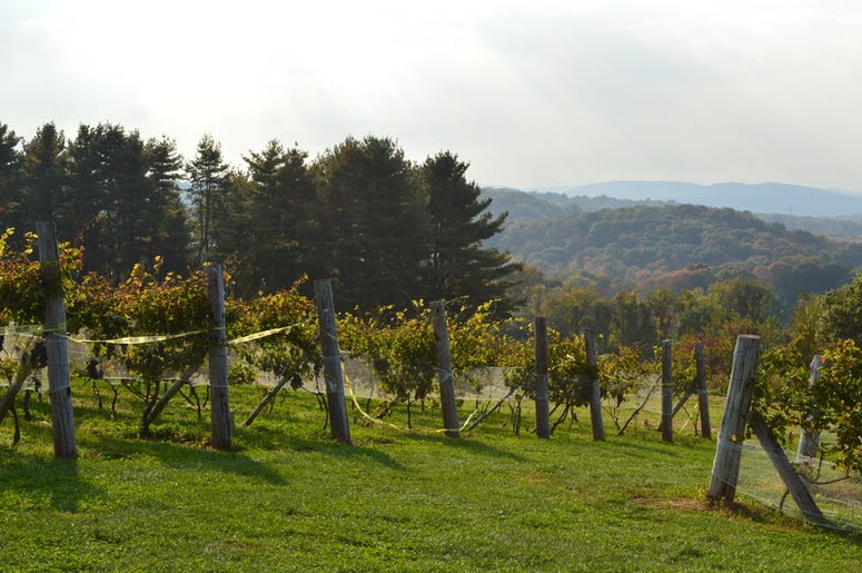 Rows of vineyards overlooking distant hills of New England countryside. Shot in Connecticut in the month of October.