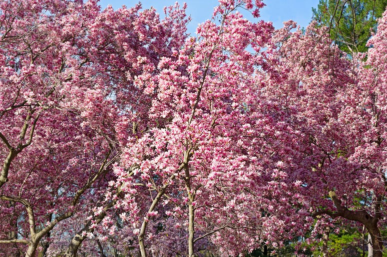 pink dogwood blossoms dogwood trees