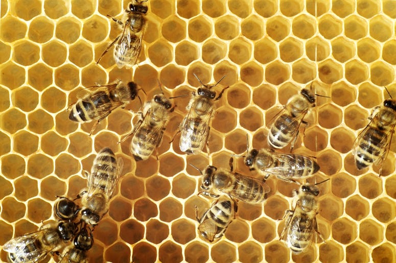HONEY BEES