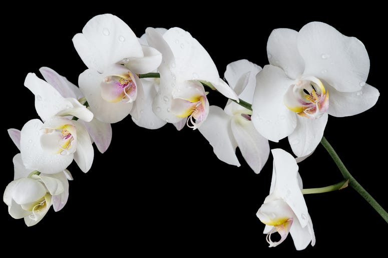 Orchids