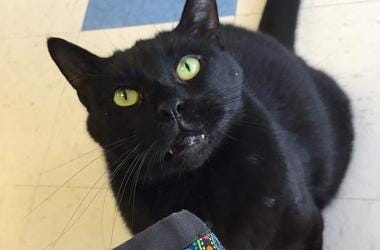 cats