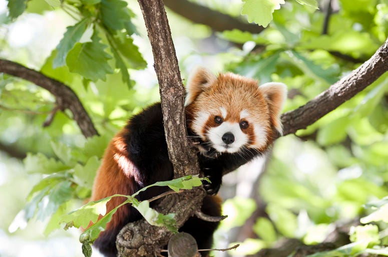 red-panda-GettyImages-147050490.jpg
