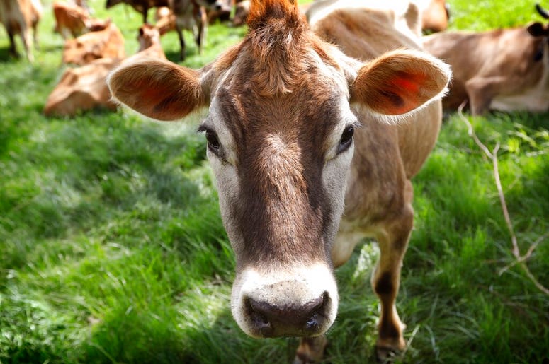 Climate_Change_Cow_Farts