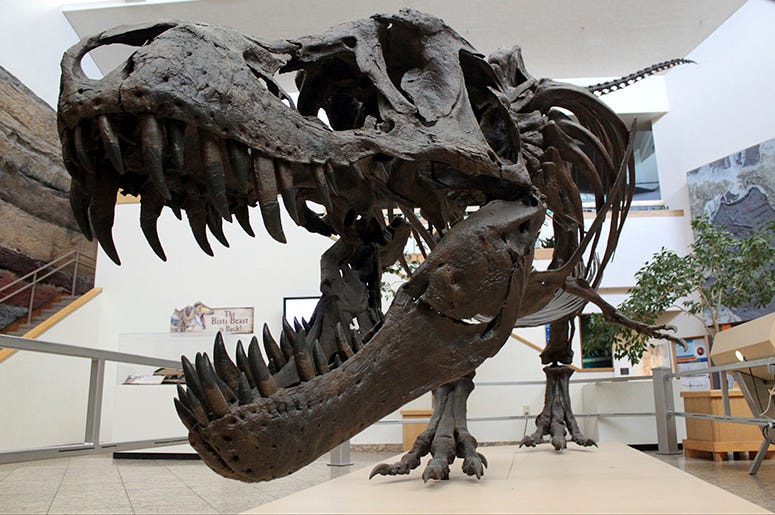 Dinosaur Doomsday AP_Newsroom_Dinosaur_Doomsday_Extinction_Asteroid