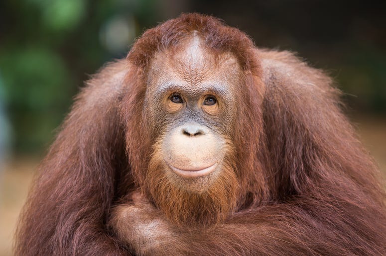 Sandra the Orangutan Sandra the Orangutan