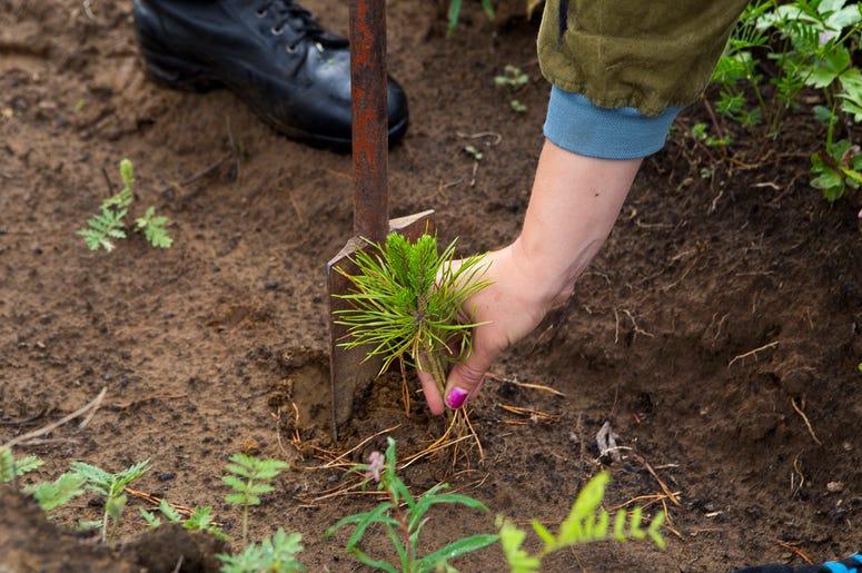 Planting Saplings Planting Saplings