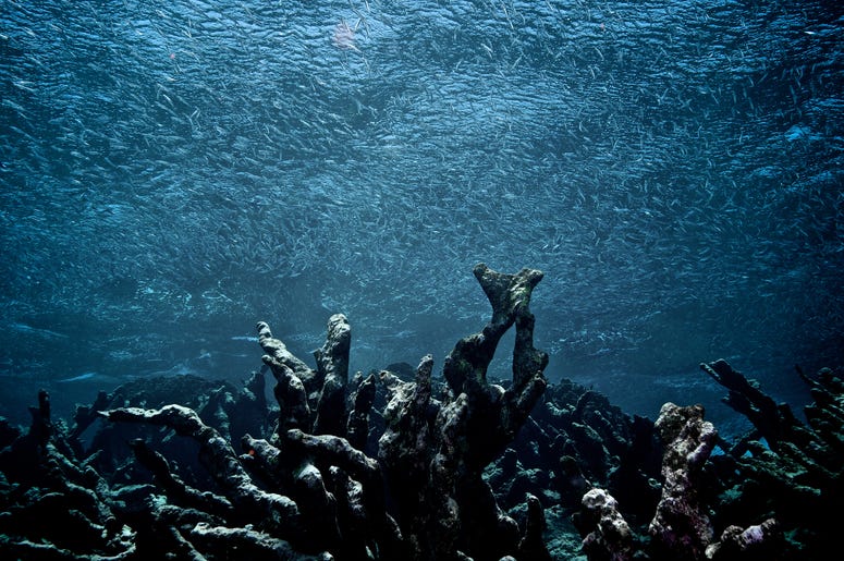 Coral Reef Coral Reef