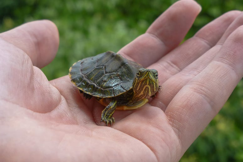 Turtles Turtles