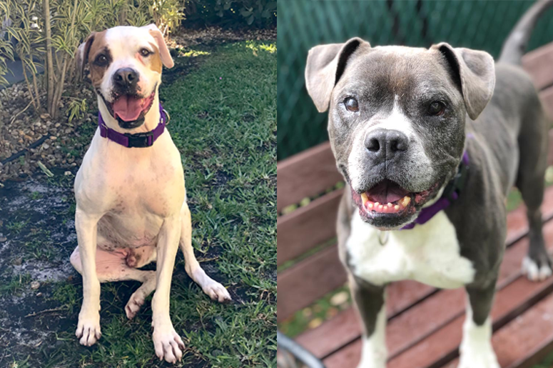Yappy Hour - May