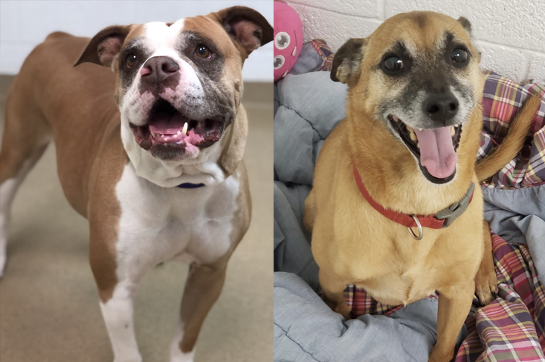 November Yappy Hour