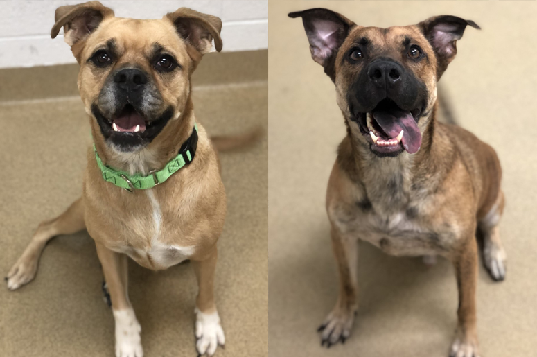 yappy hour jan - piglet and waffles