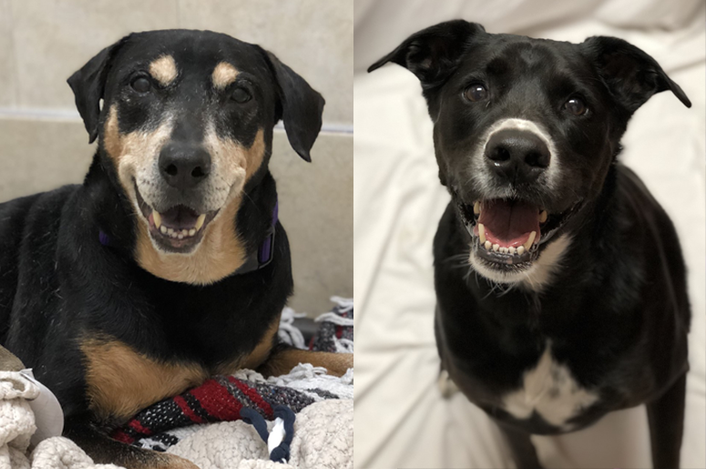 SAM + BUTCH - Yappy Hour