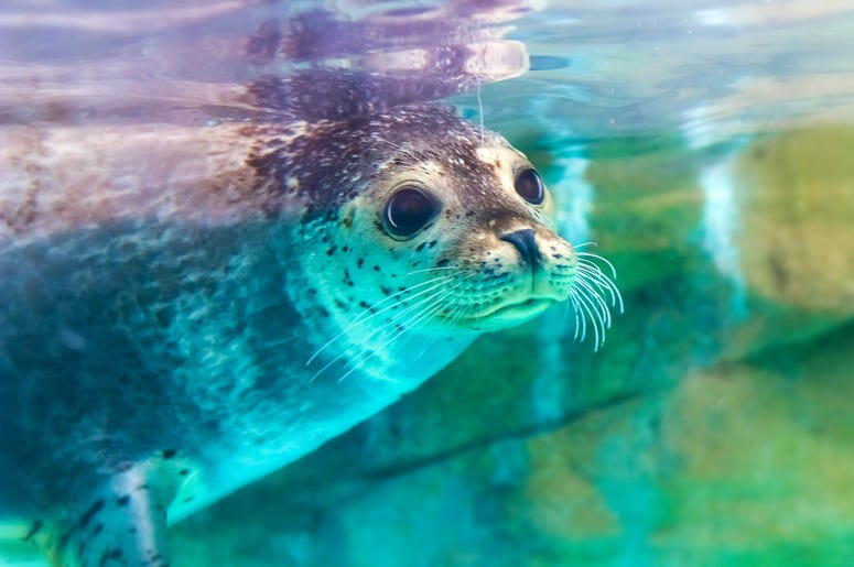 Seal Seal