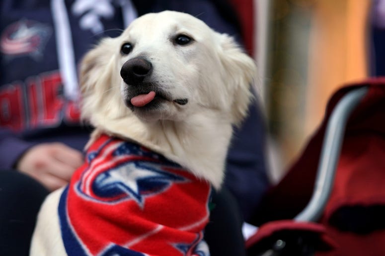 He's a good, boy! He's a good, boy!
