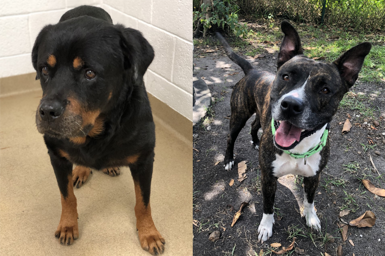 Yappy Hour - Aug 2020 - Von & Santiago