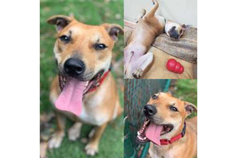 Adoption Dog