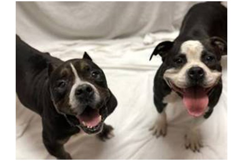 AdoptionDog