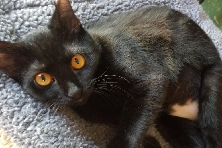 Adopt A Cat Foundation Adopt A Cat Foundation