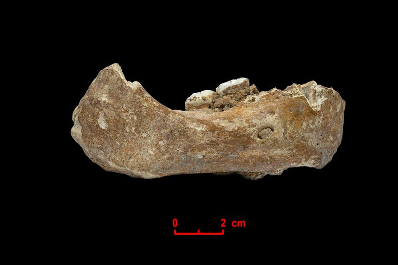 Xiahe_mandible