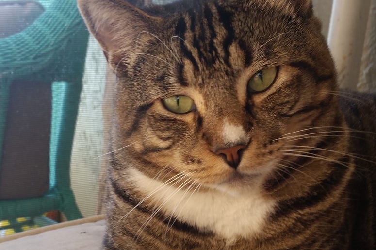 Cattitude