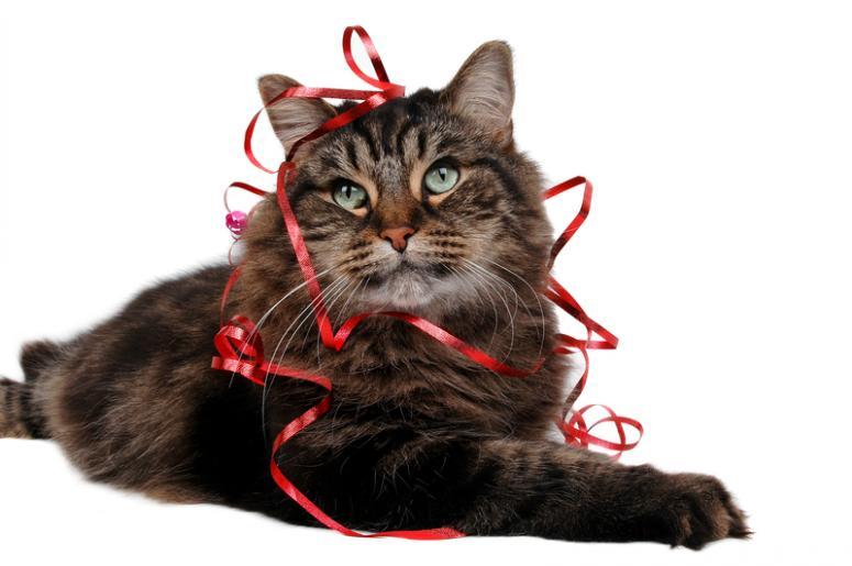 holiday cat holiday cat