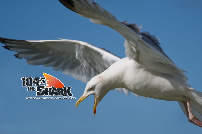 Seagull Seagull