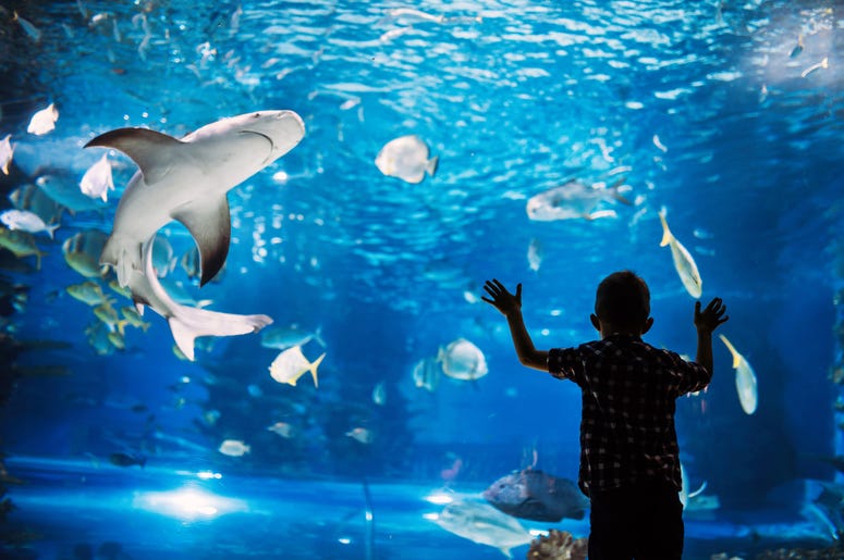 Shark Shark