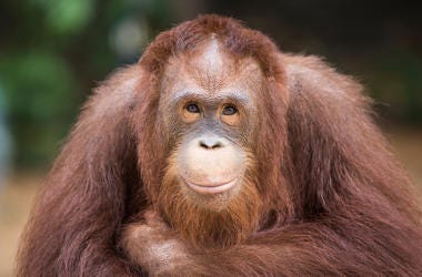 Sandra the Orangutan Sandra the Orangutan