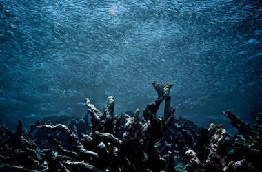 Coral Reef Coral Reef