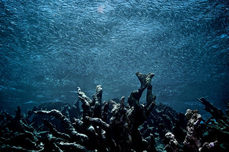 Coral Reef Coral Reef
