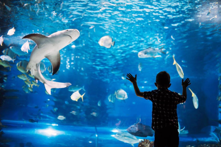 Shark Shark