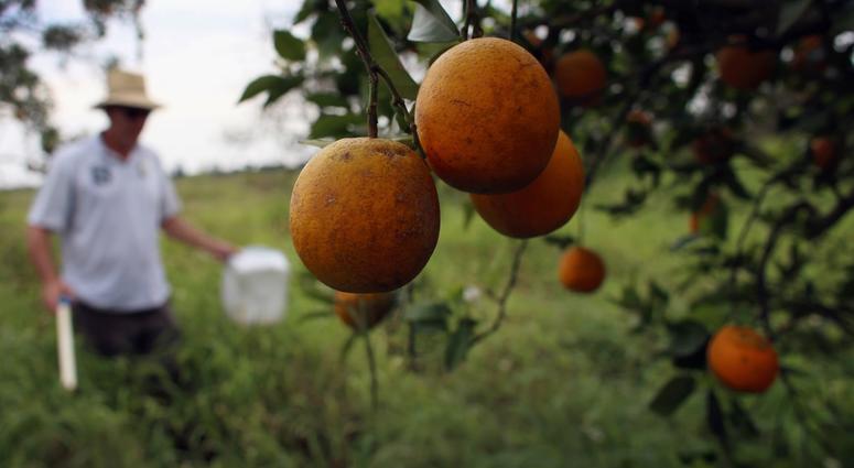 Guy Davies, an inspector for the Florida Division of Plant Industry, checks an orange tree for the insect Asian citrus psyllid that carries the bacterium causing disease, "citrus greening" or huanglongbing, from tree to tree in Fort Pierce, Fla.