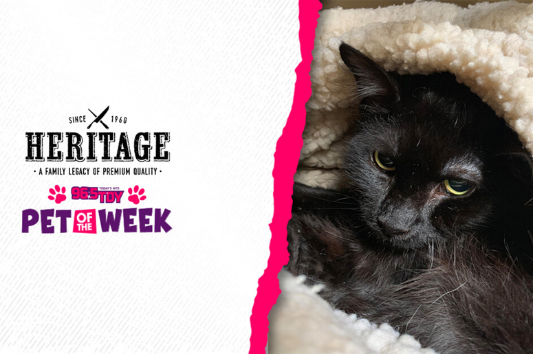 Bennett's PSPCA Pet of the Week, Antoinetta, is ready for adoption in Philly!