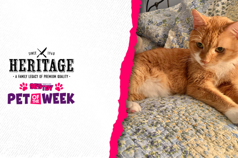 Meet Sebastein, Bennett's PSPCA Pet of the Week