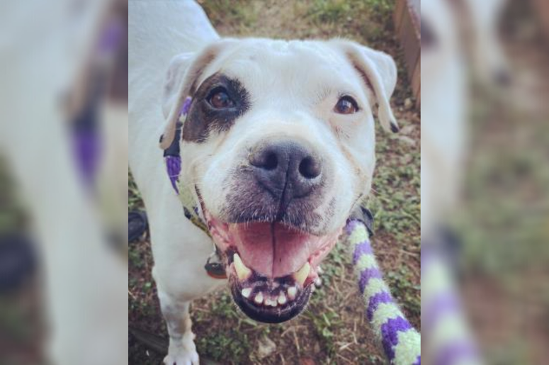 PSPCA Pet of the Week with Bennett: Abbey