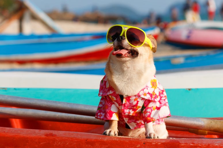 Cool Doggo Top Ways to Keep Your Pets Cool During The Heat of Summer in Philadelphia